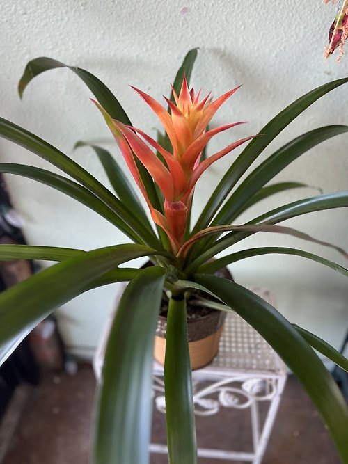 Bromeliad
