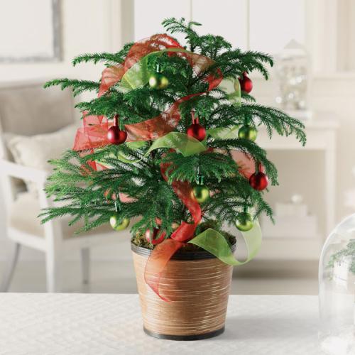 Norfolk Pine Tree