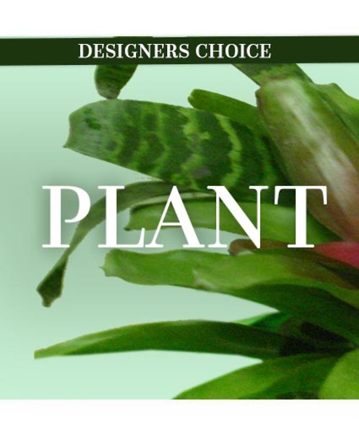 Plant Designers Choice