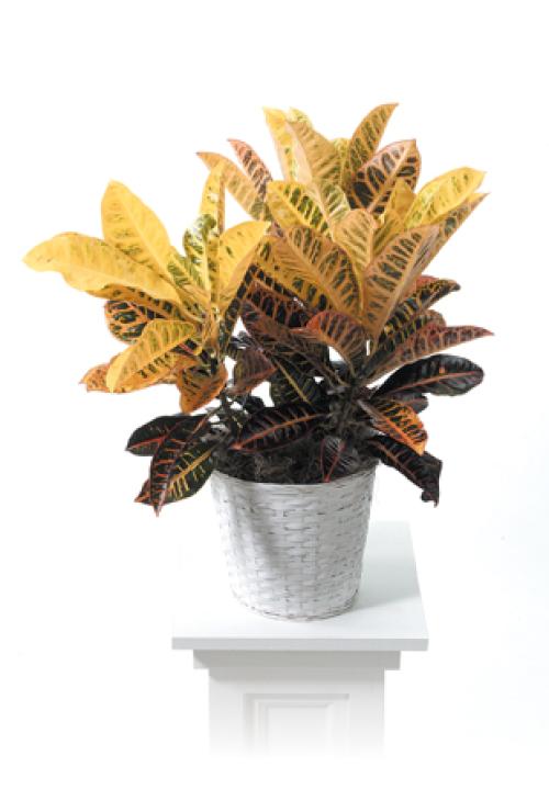 Croton Plant
