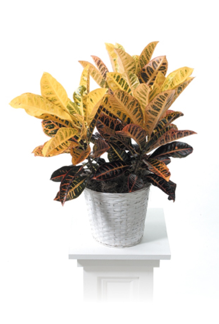Croton Plant