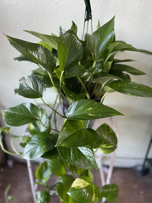 Pothos Ivy