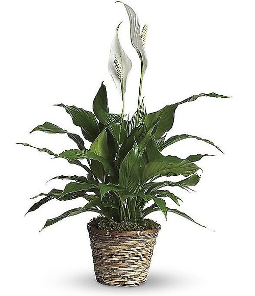 Peace Lily- Spathiphyllum