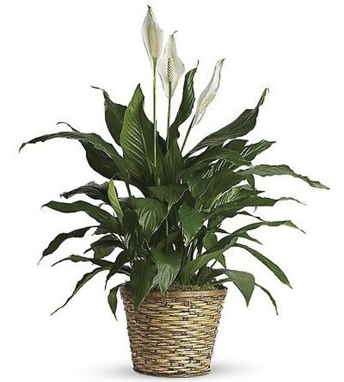 Peace Lily- Spathiphyllum